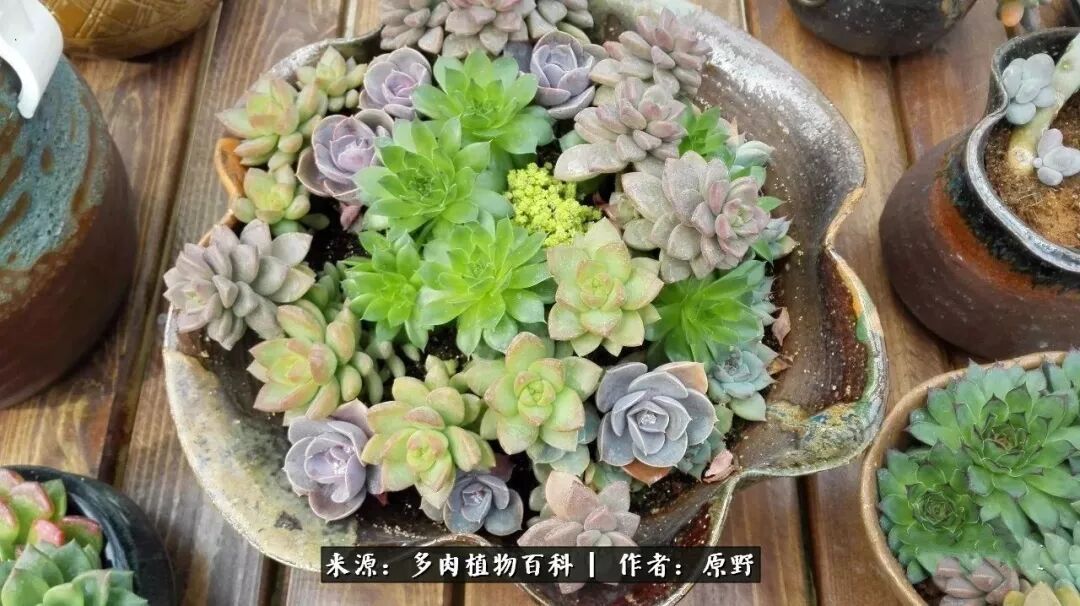 泪中有爱 心中向暖 不畏明天 与肉同行 多肉植物百科微信公众号文章