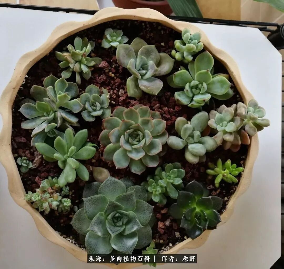 泪中有爱 心中向暖 不畏明天 与肉同行 多肉植物百科微信公众号文章