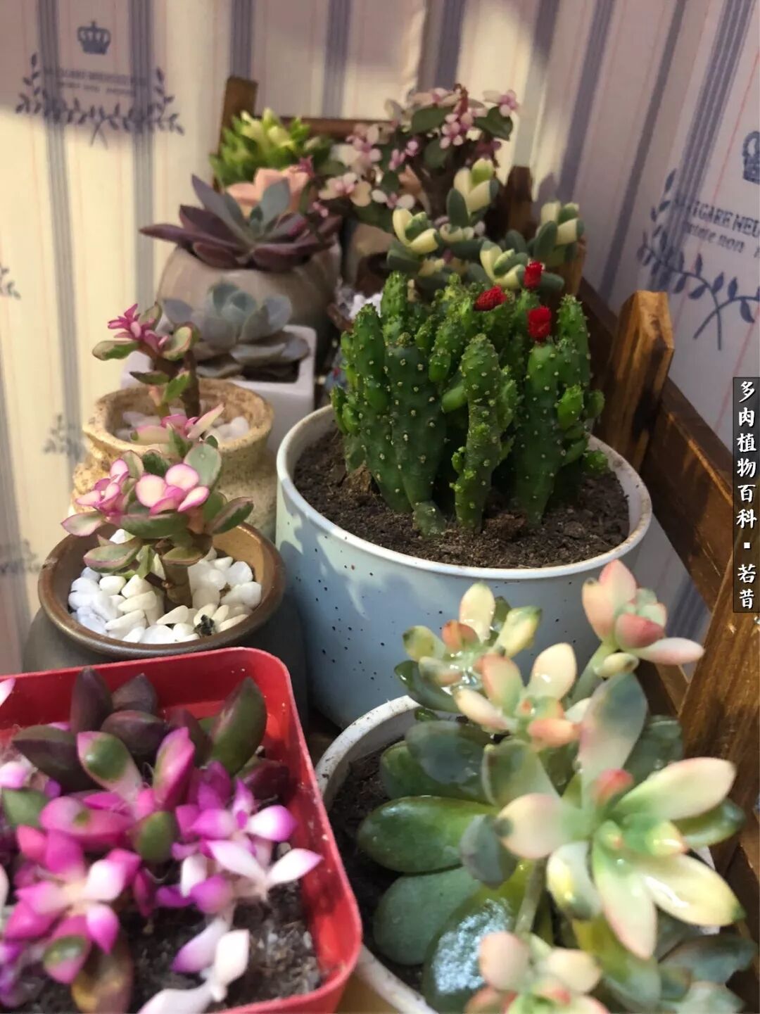 新手入坑 我遇到了药锦多肉 植迷多肉 微信公众号文章阅读 Wemp