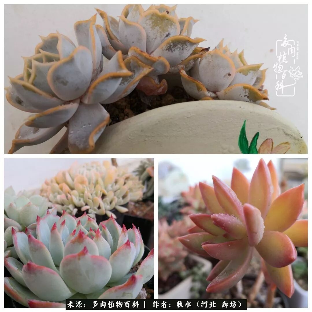 像多肉一样努力生活 绽放生命之美 多肉植物百科 微信公众号文章阅读 Wemp