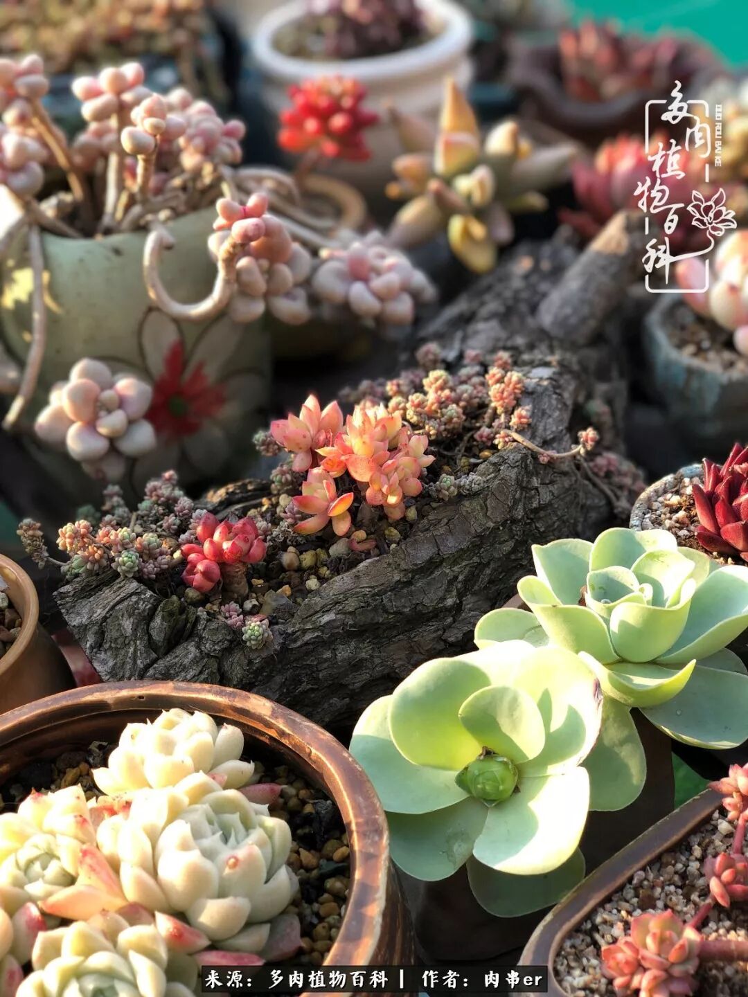 枯木遇到 小鲜肉 幻化腐朽为神奇 多肉植物百科 微信公众号文章阅读 Wemp