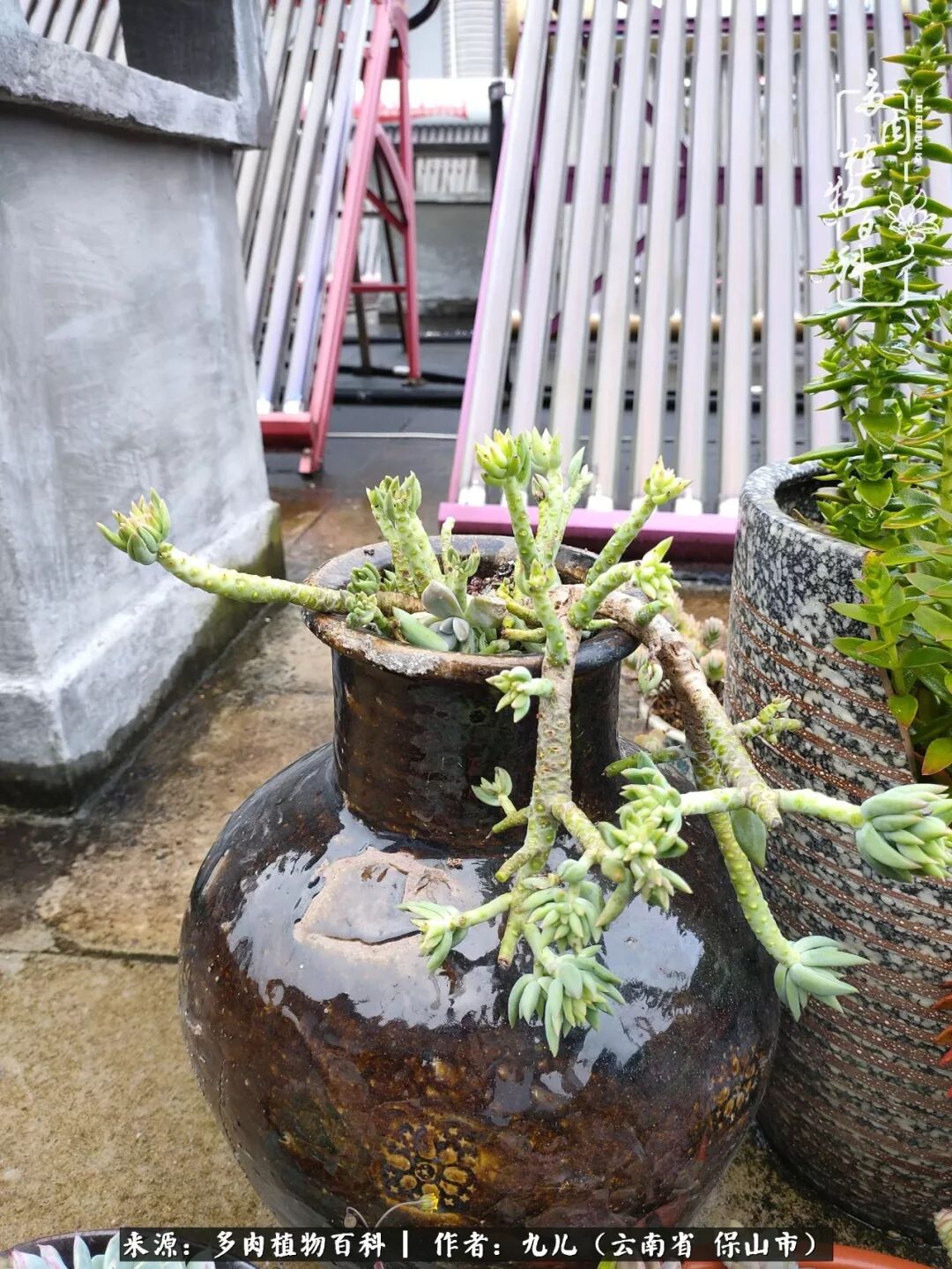 金秋十月 八目共赏 赏花赏月赏多肉 多肉植物百科 微信公众号文章阅读 Wemp