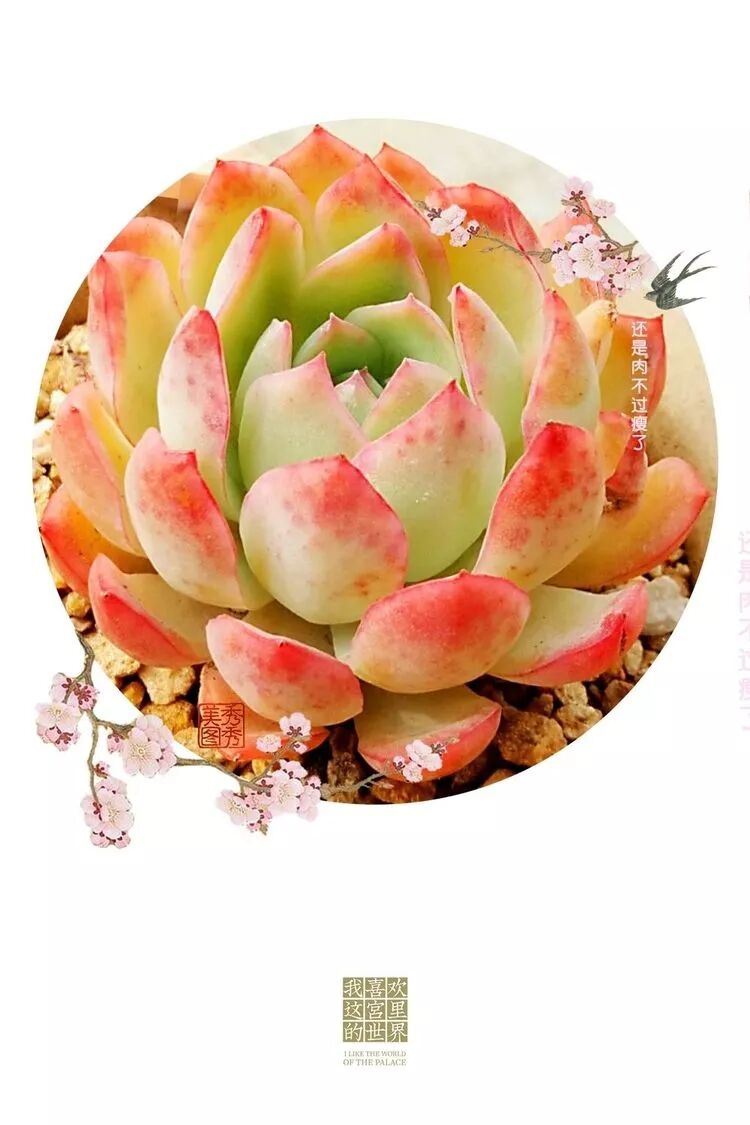 日照法师生紫光 度人入道为之狂 多肉植物百科 微信公众号文章阅读 Wemp