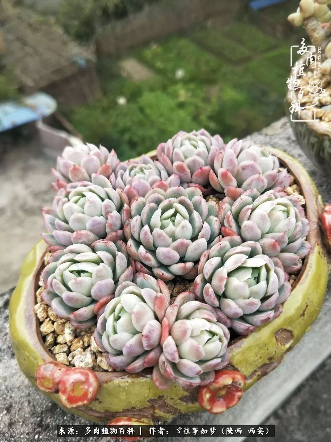 愿你付出甘之如饴 愿你所得归于欢喜 多肉植物百科 微信公众号文章阅读 Wemp