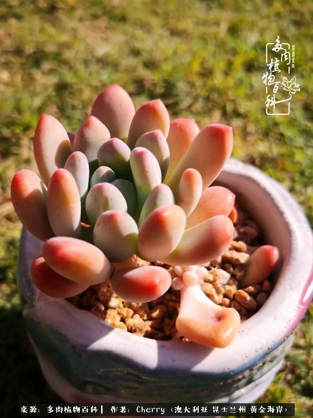 多肉给了我简单的幸福 每天睁开眼睛就有美肉相伴 多肉植物百科 微信公众号文章阅读 Wemp