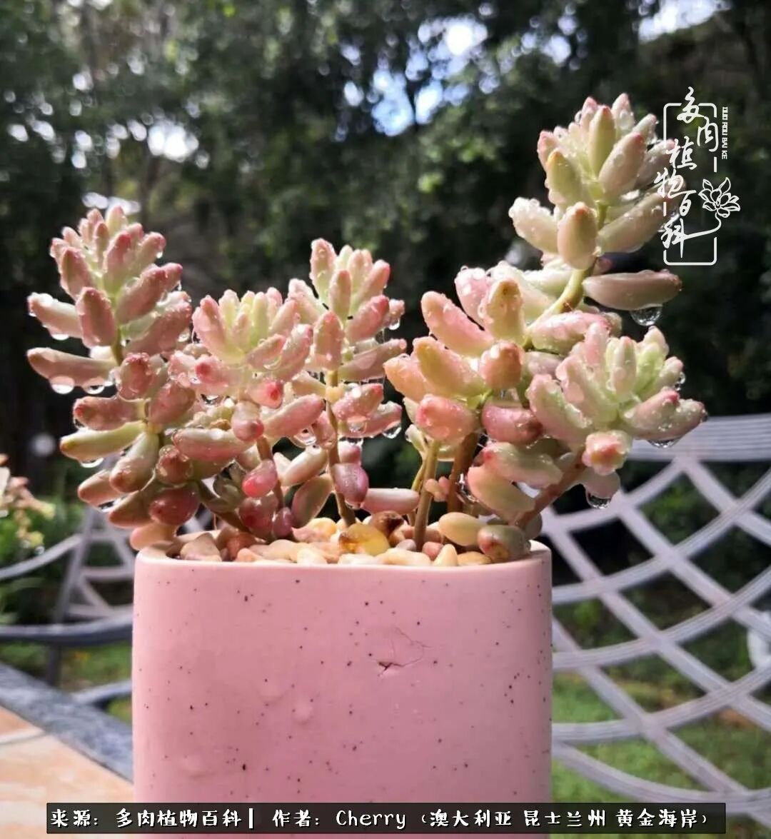 多肉给了我简单的幸福 每天睁开眼睛就有美肉相伴 多肉植物百科 微信公众号文章阅读 Wemp