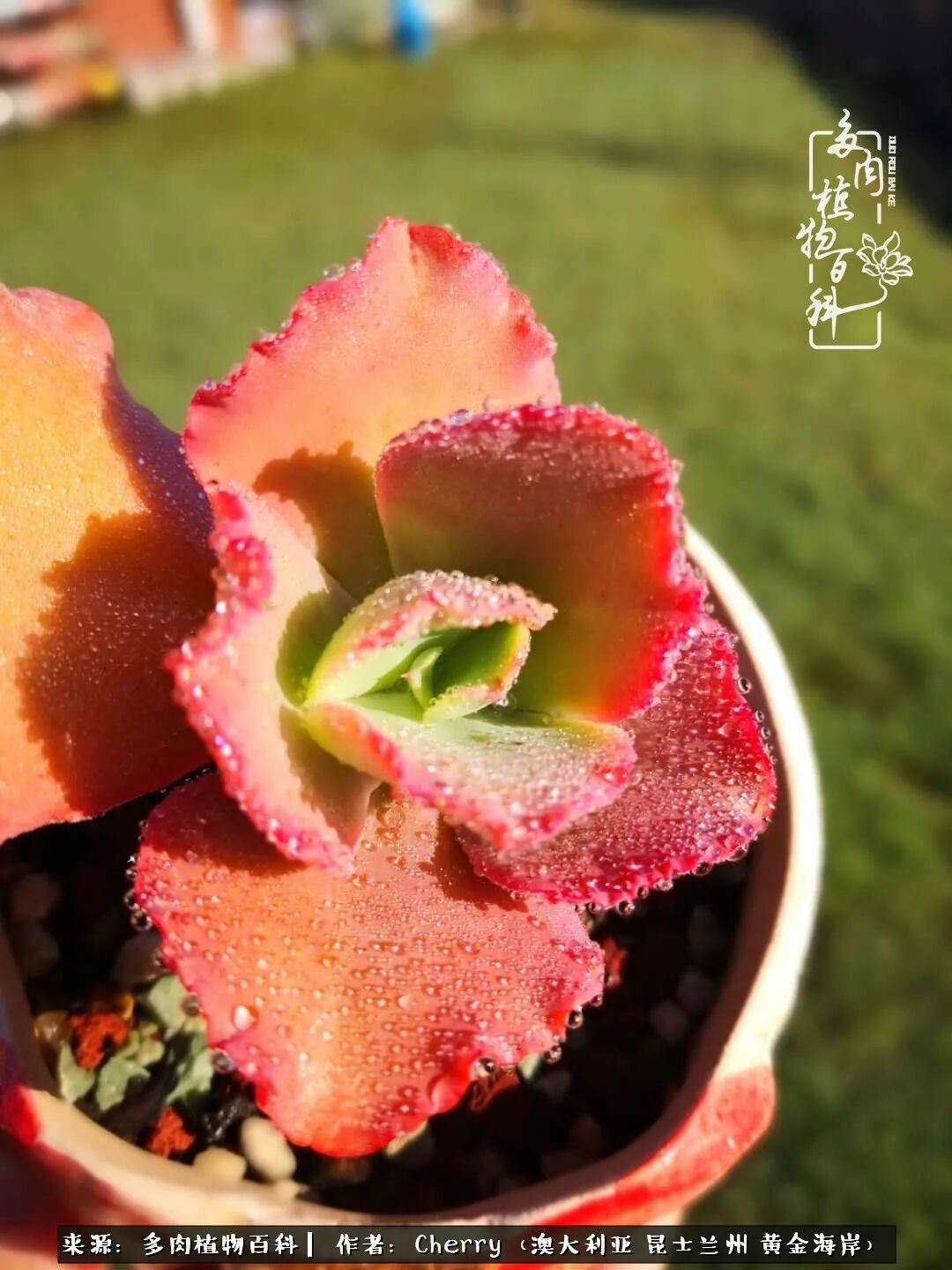 多肉给了我简单的幸福 每天睁开眼睛就有美肉相伴 多肉植物百科 微信公众号文章阅读 Wemp