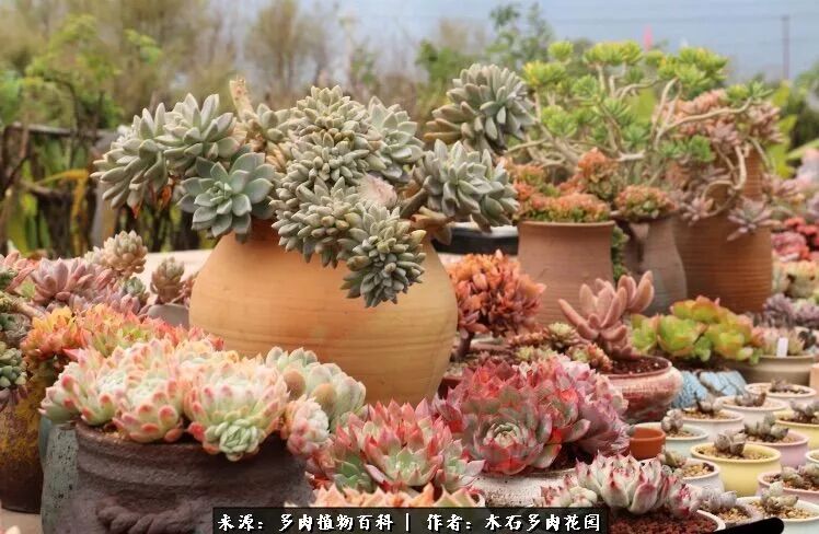 多肉之船 千山万水 沧海不渡你 我渡 多肉植物百科 微信公众号文章阅读 Wemp