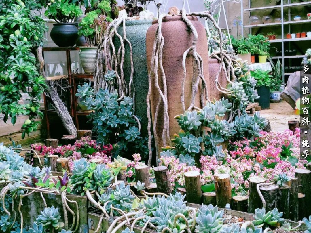 桃李不言 下自成蹊 多肉桃花源记 下 多肉植物百科 微信公众号文章阅读 Wemp