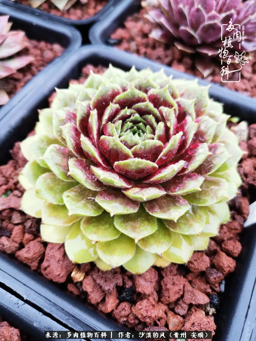 缘起长生草 养多肉成为了我们心灵的一方净土 多肉植物百科 微信公众号文章阅读 Wemp