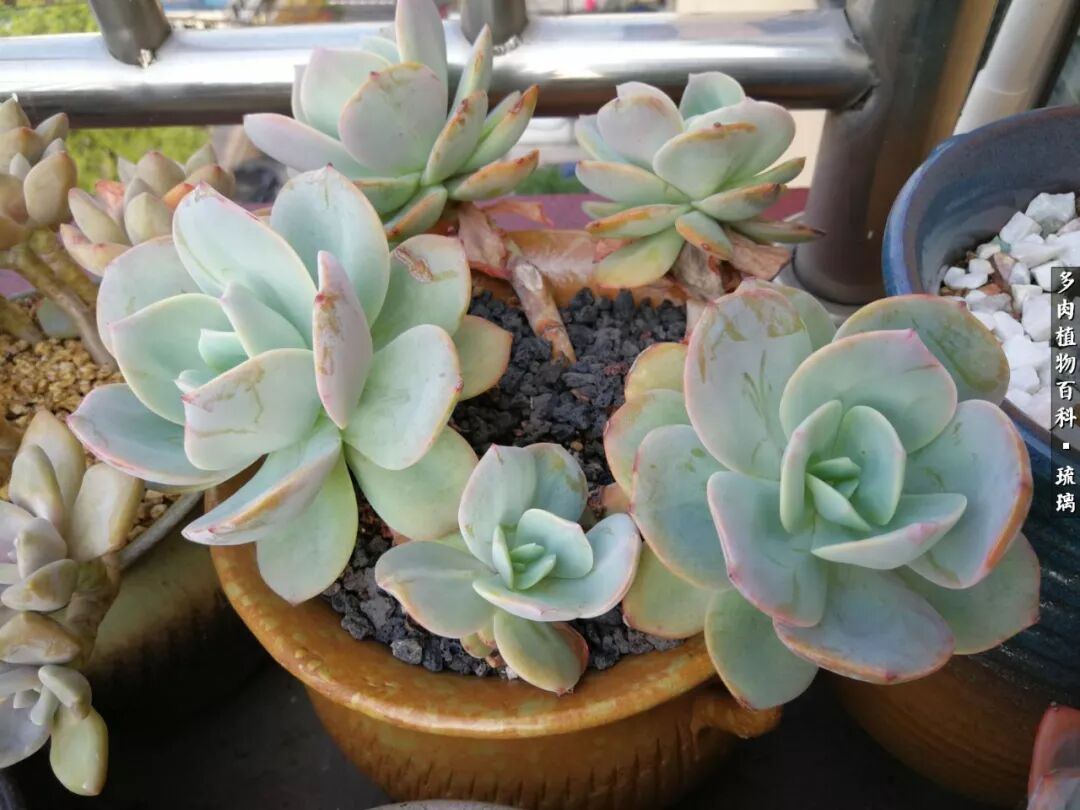 古诗里的满园春色 现实中的多肉满园 多肉植物百科 微信公众号文章阅读 Wemp
