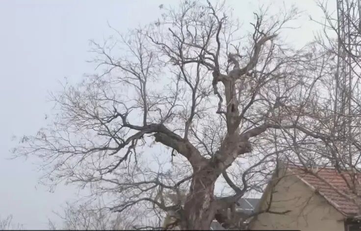 潍坊高密市西刘家庄古槐:门前古槐树 见证岁月变迁