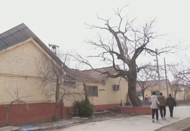 潍坊高密市西刘家庄古槐:门前古槐树 见证岁月变迁