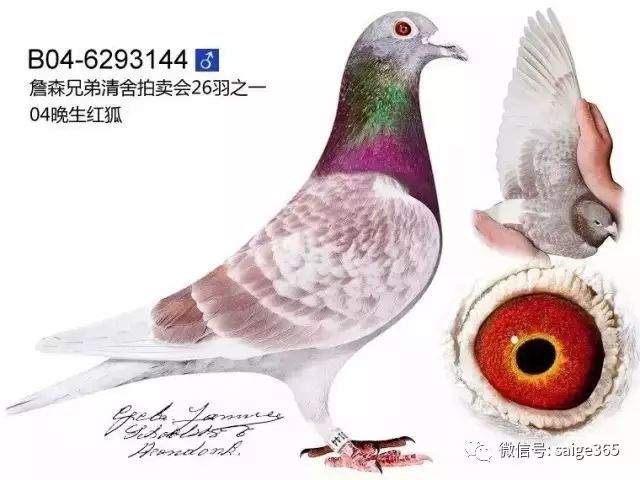 【鴿經驗】紅斑與石闆羽色的奧秘.