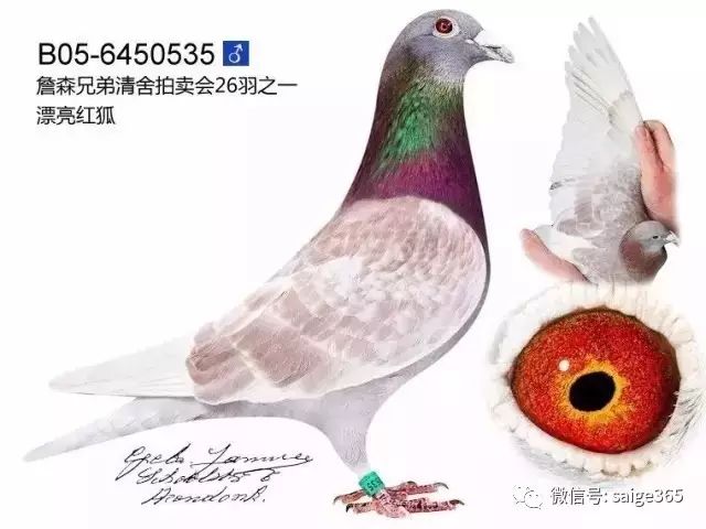 【鴿經驗】紅斑與石闆羽色的奧秘.