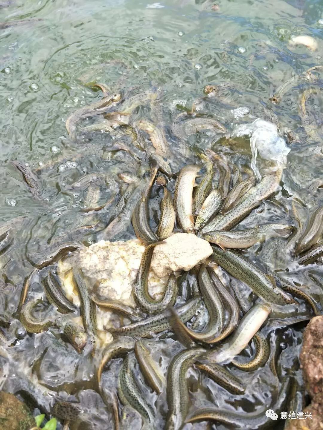 致富经泥鳅养殖_致富养殖泥鳅怎么样_致富养殖泥鳅视频