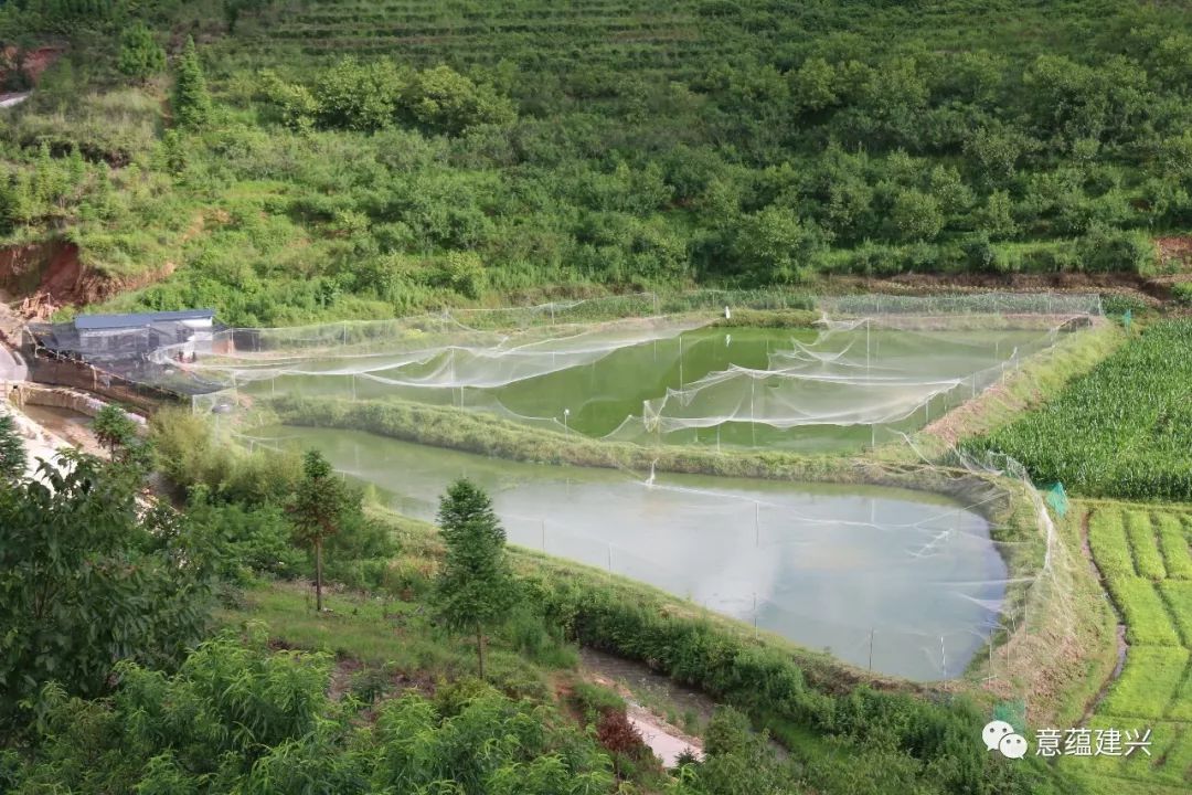 致富经泥鳅养殖_致富养殖泥鳅视频_致富养殖泥鳅怎么样