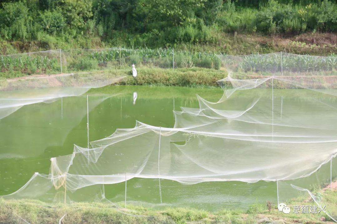 致富经泥鳅养殖_致富养殖泥鳅视频_致富养殖泥鳅怎么样