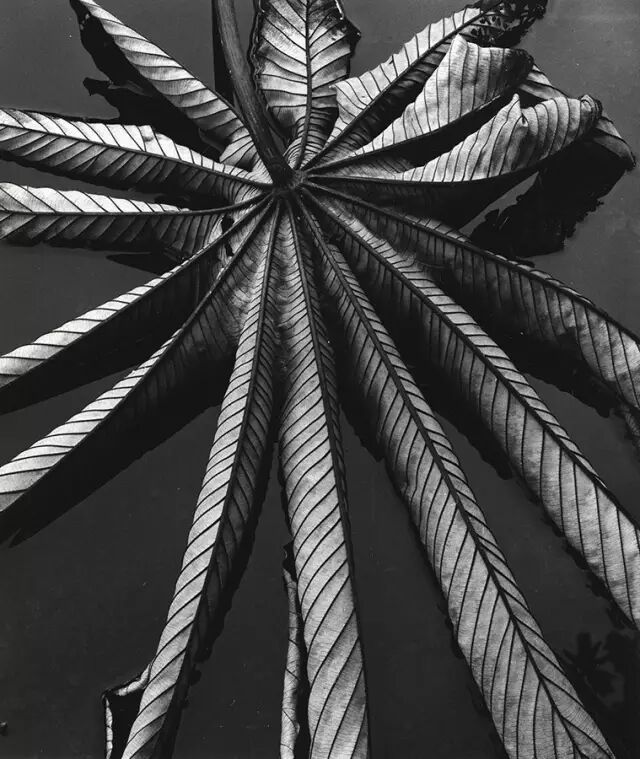 抽象摄影的典范