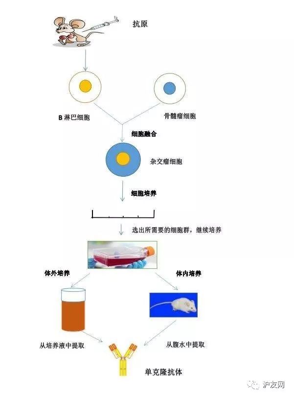 单克隆抗体基础知识