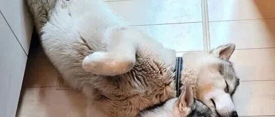 笑喷！网友家的二哈，平常时候帅气撩人，但只要一睡觉，整只狗都变了……