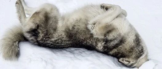 网友家的二哈，一开心就变成这样，这姿势简直不忍直视呐！