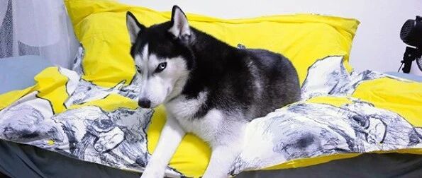 网友让二哈配合拍照，结果被这货眼神威胁：我就不拍，你能咋滴？！