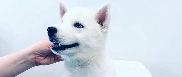 妹子养了一只雪哈，小时候就像个纯白色的小精灵，可长大以后……