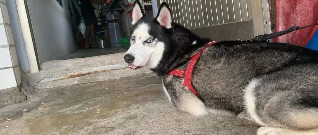 网友出门，让二哈帮忙看会小主人，结果回家之后，被眼前的一幕笑出眼泪……