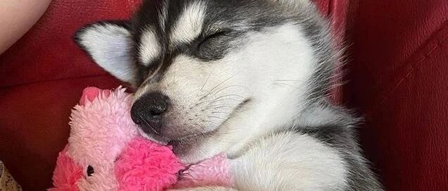 网友抱回家一只小二哈，第二天就发现它有个癖好……