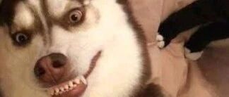 千万别逗二哈笑，不然出现下面这样的场景，可就悲剧了……