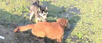 主人带二哈去河边抓鱼玩，结果刚过去十分钟，这货就捅出了娄子！