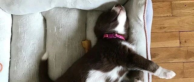 国外一只哈士奇宝宝火了，网友：这二哈是巧克力味儿的吧？