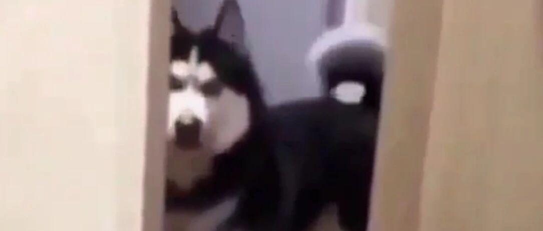 主人回家正好撞见二哈在啃拖鞋，结果……被这货的反应笑尿了！