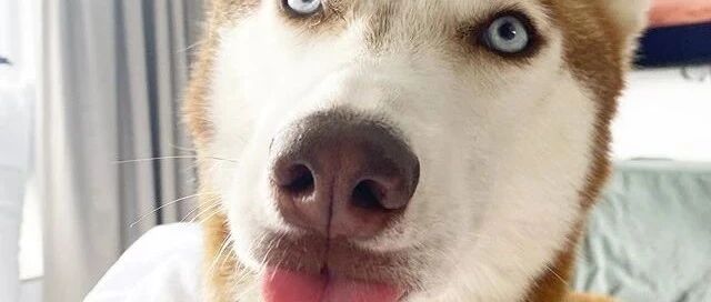 网友说，他家哈士奇有个特殊本领，那就是……卷花舌！