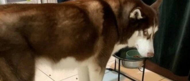 二哈挑食把狗粮洒了一地，主人刚要训它，结果……怕了怕了！