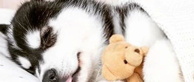 养一只眉清目秀的二哈是怎样的体验？不得不说，这颜值真的绝了！