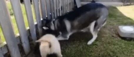 网友带了一只小金毛回家，结果才到家第一天就被二哈给带歪了……