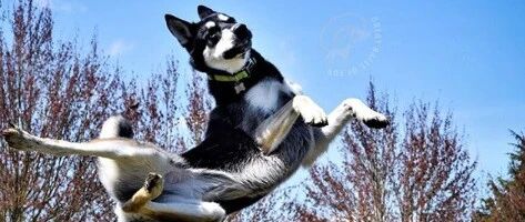 网友没事就训练二哈的弹跳力，结果这傻狗最后竟然飞、飞、飞起来了……