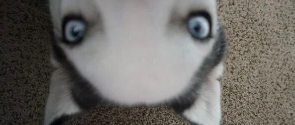 二哈趁主人睡觉偷玩手机，还玩自拍？铲屎官醒来一看手机笑喷了：什么鬼！