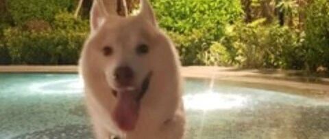 主人带哈士奇去游泳，结果这货一下水……秒变柯基！