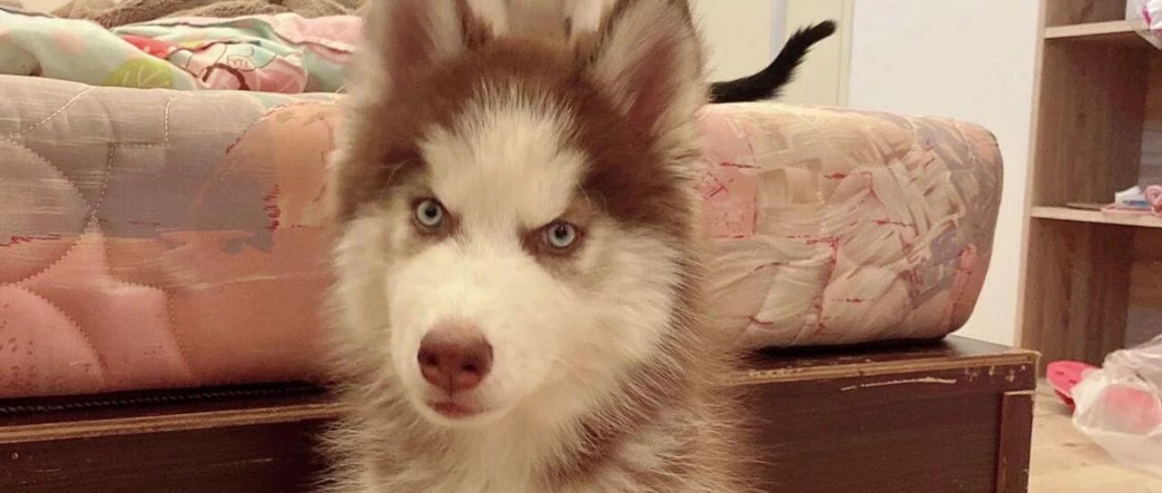 二哈偷偷溜出家玩，主人找到它时笑尿：哪里来的大灰耗子！