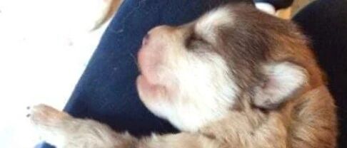 妹子领养了一只小萌汪，本以为长不了太大，结果……这是狮子吗？