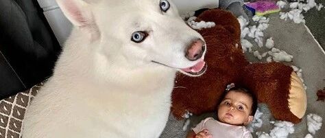 一回家就发现二哈在教小主人拆家，铲屎官崩溃：你们俩给我住手！