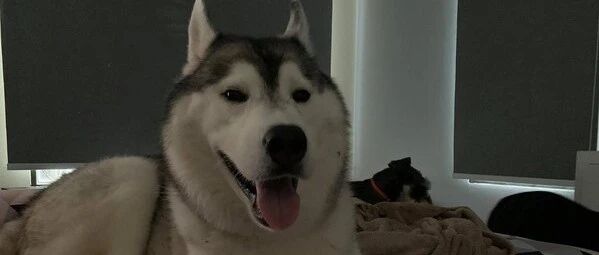 网友回家发现邻居家有只哈士奇，但再仔细一看……哈？这不是我家傻狗吗？！