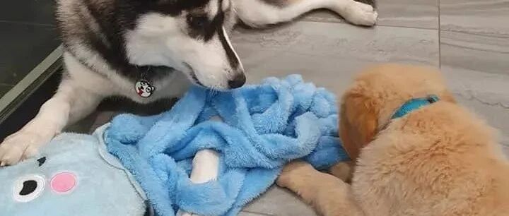 主人抱回家一只小金毛，二哈主动当起了保姆，可几天后……