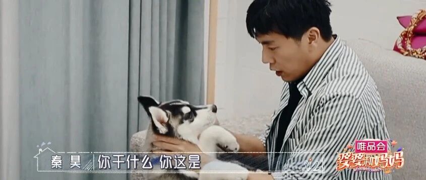 二哈拆家弄坏家居，秦昊替狗背锅：对不起媳妇，是我弄坏的……