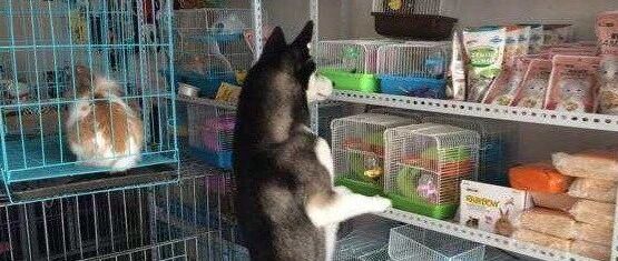 网友家二哈总是偷溜去宠物店玩，知道真相后大家笑喷了……