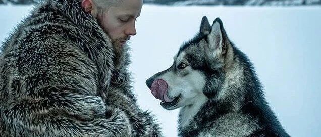 为啥我养的哈士奇像个二货，人家养的就像头狼？