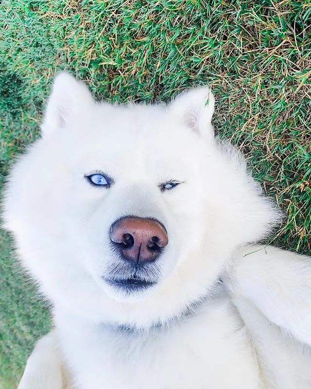 又有网友上当了哈士奇很可爱很甜眼神出卖了你